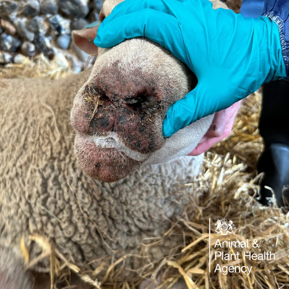 Sheep drooling with crusting around the nostrils